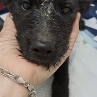 NALA - (liebevoll und verspielt), Hündin zur Adoption
