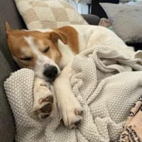 MOGLI - in 53639 Königswinter, Hund zur Adoption