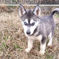 Süßer Demon sucht Zuhause, Hund zur Adoption