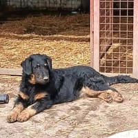 Kysa wurde gefunden, Hund zur Adoption