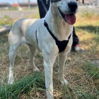 Süße Lexa sucht ihr Zuhause, Hündin zur Adoption