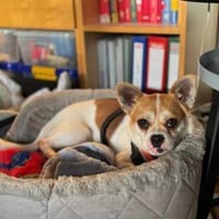 Boo hat schreckliches erlebt, Hund zur Adoption