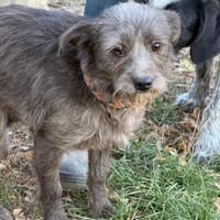 Ich heiße Zippy ,36 cm, mit Video, Hündin zur Adoption