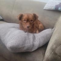 Todd, ein verschmustes Zwerglein l, Hund zur Adoption