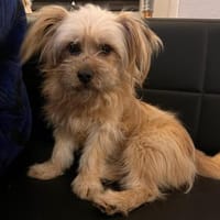 Offener Cooper🌺 sucht liebevolles Heim, Hund zur Adoption