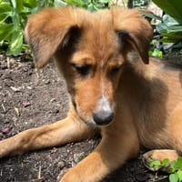 Pia sucht ein ruhiges Zuhause, Hündin zur Adoption