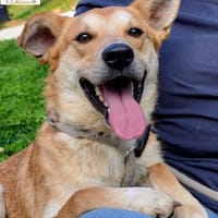 Jojo  der aufgeschlossene Wegbegleiter, Hund zur Adoption