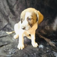 Arnie sucht ein Körbchen, Hund zur Adoption