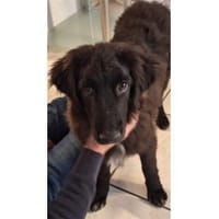 Jana - wartet in 66482 Zweibrücken, Hündin zur Adoption