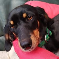 Tolle Peggy sucht sportliche Menschen💖, Hündin zur Adoption