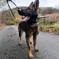 🐾 Die Ruhe selbst: Hallo, Belgina endli, Hündin zur Adoption