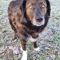 Liebe sanfte Isla sucht ruhiges Zuhause, Hündin zur Adoption