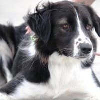 Bertuli hat sofort unser Herz erobert!, Hündin zur Adoption