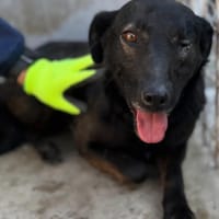 Colette sucht ein Für-Immer-Zuhause, Hündin zur Adoption