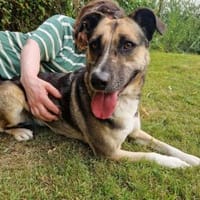 Allison - ein intelligentes Mädchen, Hündin zur Adoption