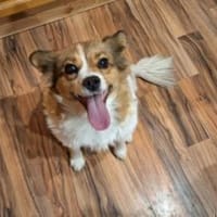 Zauberhafte Philine, Hündin zur Adoption