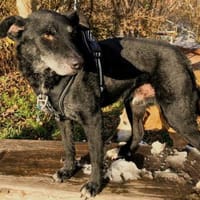 Georg freundlicher Puli-Mischling Senior, Hund zur Adoption