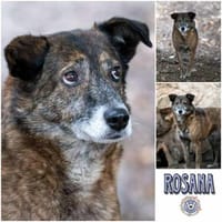 ROSANA -kleiner Freigeist-, Hündin zur Adoption