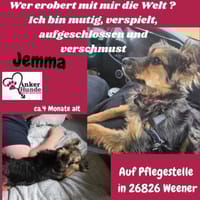 💕Jemma💕 sucht ihr großes Glück ❤🐾, Hündin zur Adoption