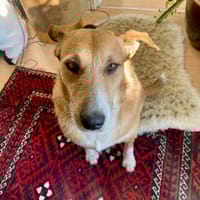 CHICLETE WARTET AUF IHR EIGENES ZUHAUSE, Hündin zur Adoption