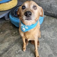 Seelenhund Brown, Hund zur Adoption