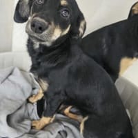 Kleine Tulipa, Hündin zur Adoption