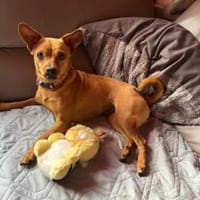 Whoopi - ist ein kleiner Goldschatz, Hündin zur Adoption