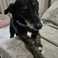 Zauberhafter Roscas, Hund zur Adoption