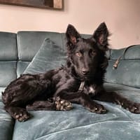 Liebevoller Enzo in 20099 Hamburg, Hund zur Adoption