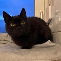 💕Samanta wartet auf ihr Glück 💕, Katze zur Adoption