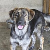 Kessy hat so viel Liebe zu geben, Hündin zur Adoption