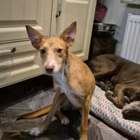 Süße Casey, Hündin zur Adoption