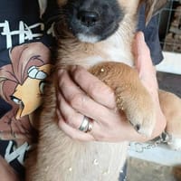 CHILLI - auf Pflegestelle in 52372, Hündin zur Adoption