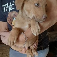 CHERRY - (Welpe, liebevoll), Hündin zur Adoption