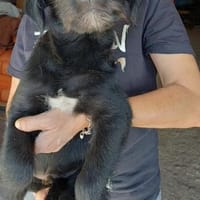 RUDY - (verspielt, liebevoll, jung), Hund zur Adoption