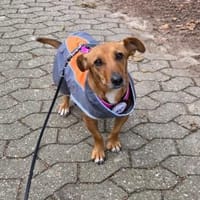 🐾 Gianna sucht ihr Für-immer-Zuhause💕, Hündin zur Adoption