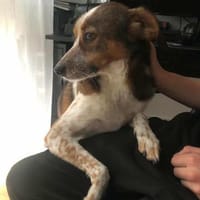 Manju - ein eher ruhiger Hund, Hund zur Adoption