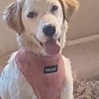 SMILLA 🧡🧡🧡MÖCHTE IHR HERZ EROBERN, Hündin zur Adoption