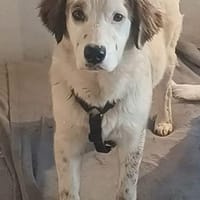 Mika 💜💜💜 Für-immer-Zuhause gesucht, Hündin zur Adoption