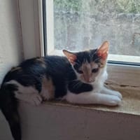 Dory, mit mir kommt Glück ins Haus, Katze zur Adoption