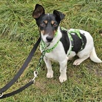 Marcella ist sportlich und schlau, Hündin zur Adoption