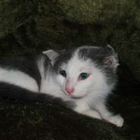 Glynn, chatte à adopter
