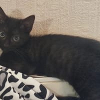 SHURI (réservé), chatte à adopter