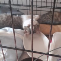 MAIA, chatte à adopter