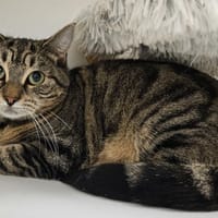 Anubis, chatte à adopter