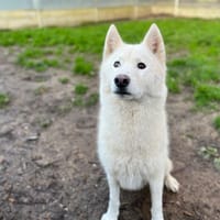 Nasko, chien à adopter