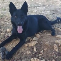 onala, chienne à adopter