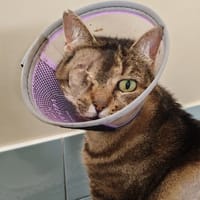 MOUCHE, chatte à adopter