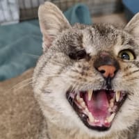 Yaki, chat à adopter