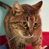 Lili, chatte à adopter